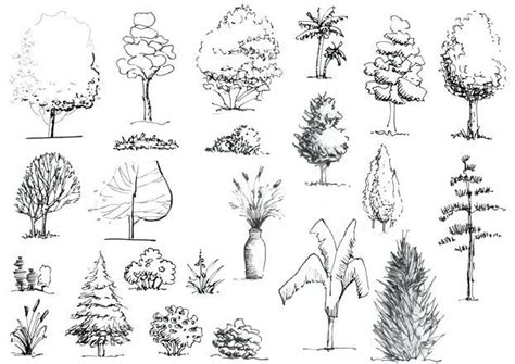 Landscape Architecture Tree Drawing – Warehouse of Ideas