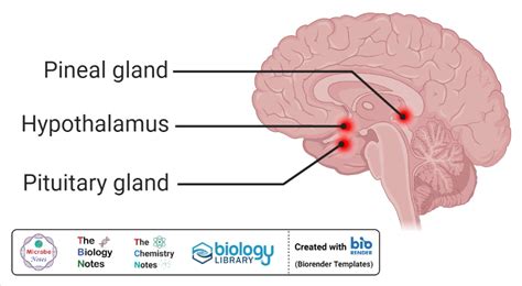 Endocrine System- Definition, Glands, Hormones, Functions, Disorders