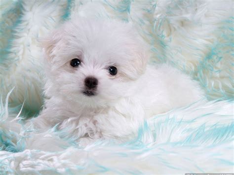 Baby Dog High Quality Wallpapers Free Download - Wallpapers Photosz