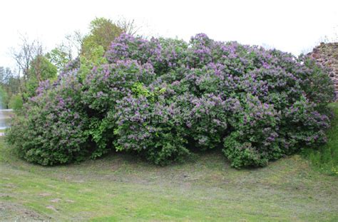 Beautiful Flowering of Lilac Bushes in Late Spring in Gardens and Parks ...