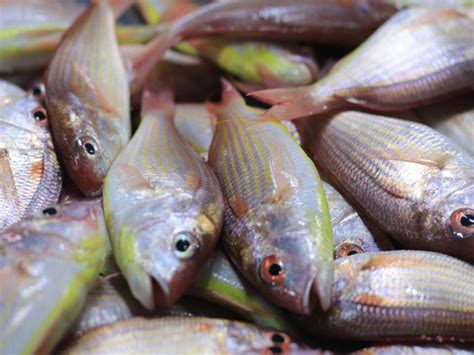 A Guide to Common Fishes in the Philippines | Philippine Primer | Fish, Bisugo fish, Fish recipes