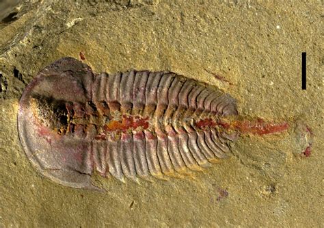 Trilobite Tummies Revealed in New Fossils | Live Science