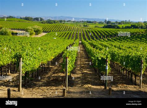 Agriculture - Rolling mid-summer wine grape vineyard with oak trees on ...