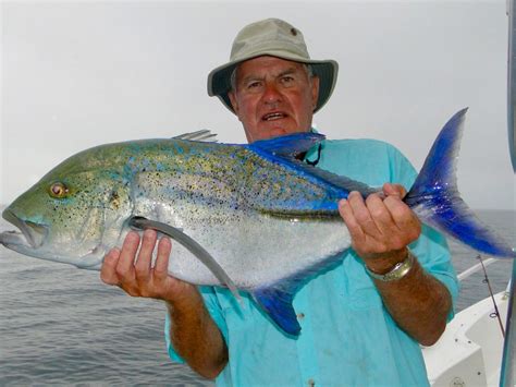 Bluefin Trevally - Marlin Panama - Isla Coiba, Panama