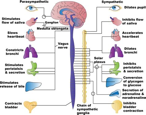 Autonomic Nervous System Receptors Chart