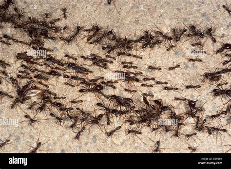 African driver ants Stock Photo - Alamy