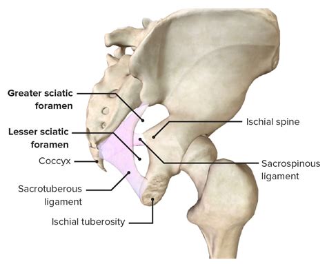 Greater Sciatic Foramen