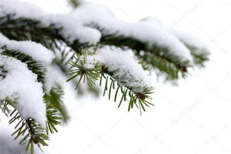 Christmas, evergreen tree and snow — Stock Photo © kaczor58 #1654553