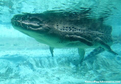 Alligator Farm & Zoological Park - St. Augustine