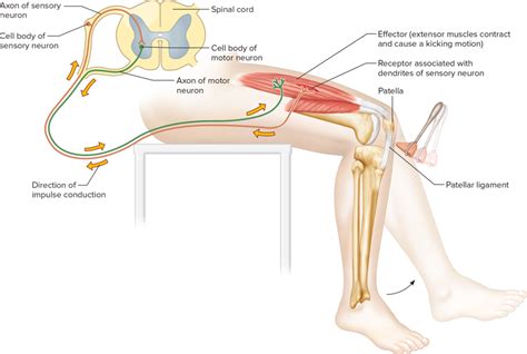 patellar reflex Diagram | Quizlet