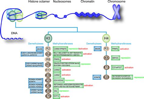 Frontiers | Histone Methylation Related Therapeutic Challenge in Cardiovascular Diseases