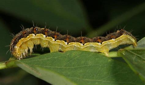 Wake-Up Call for Old World Bollworm - Cotton Grower