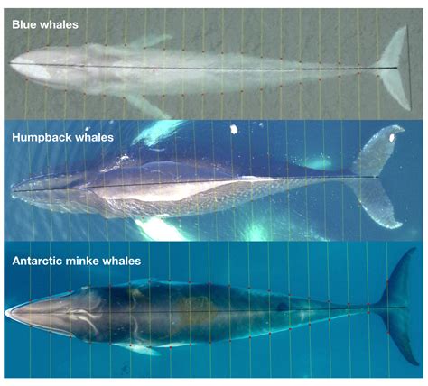 The many dimensions of a fat whale: Using drones to measure the body ...