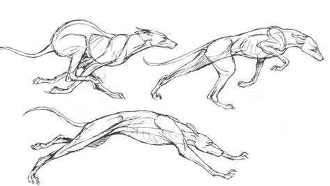 Running dog Drawing Reference and Sketches for Artists