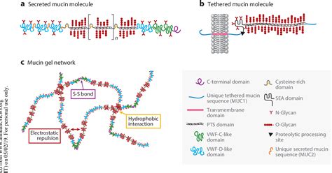 [PDF] Mucins and Their Role in Shaping the Functions of Mucus Barriers. | Semantic Scholar