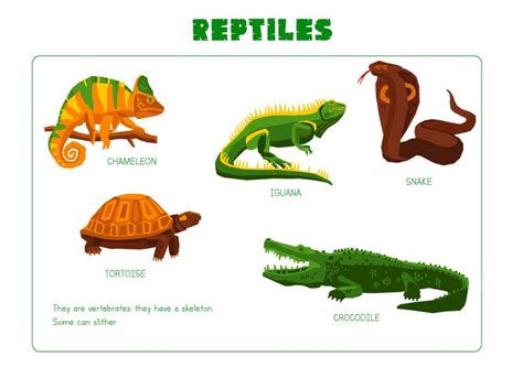 Animals | Reptiles, Vertebrates, Science and nature