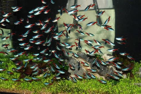 PEIXE CARDINAL NEON - Jardim Animal