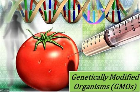 Genetically Modified Organism: Define Its Examples, & Facts ...