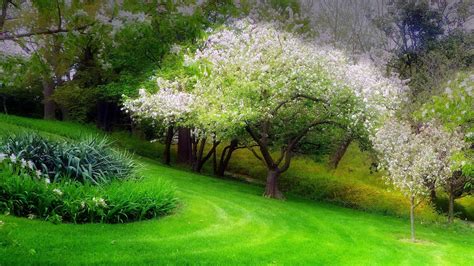 Spring Trees Wallpapers - Top Free Spring Trees Backgrounds - WallpaperAccess