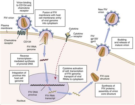 Feline Immunodeficiency Virus Infection | Veterian Key