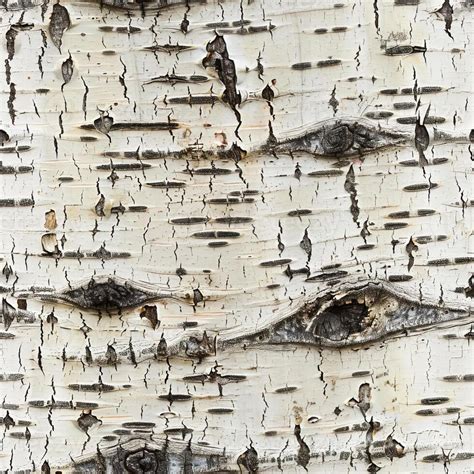 Aspen Tree Bark Texture Seamless Pattern 47795183 Stock Photo at Vecteezy