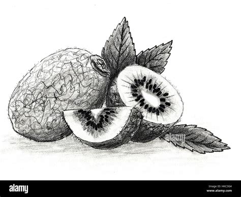 Fruits - Kiwi. Hand drawn sketch pencil fruits. The whole fruit. Cut ...