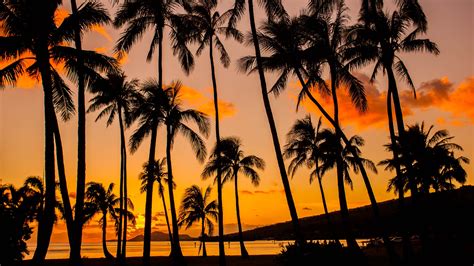 What's Killing Hawaii's Trees?