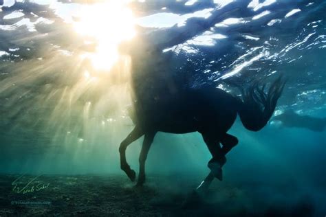 Image result for horse swimming underwater | Horses, Horse love, Horse ...