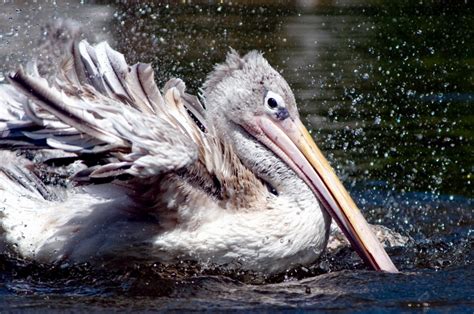 Pink-backed Pelican – "OCEAN TREASURES" Memorial Library