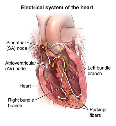 Electrocardiogram | Johns Hopkins Medicine