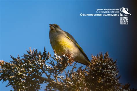 Carduelis chloris on Behance