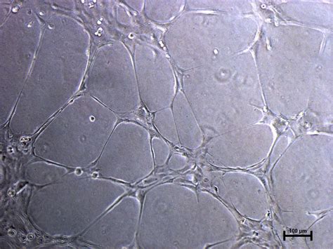 EndoGo XF - Endothelial Cell Culture Media - Biological Industries