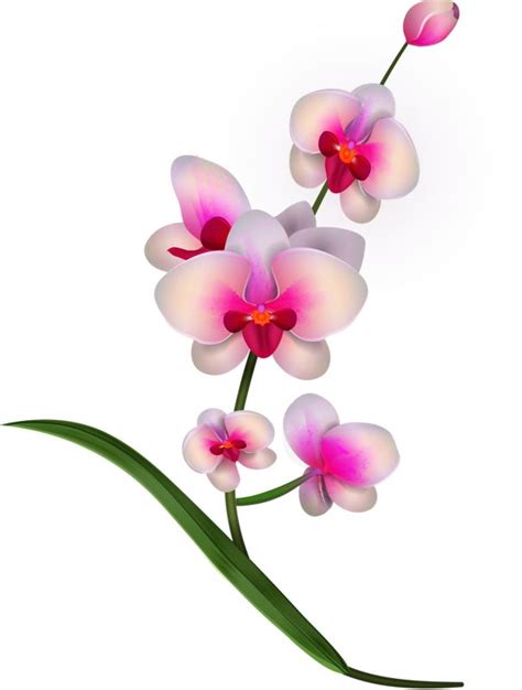 Free Orchid Cross Cliparts, Download Free Orchid Cross Cliparts png images, Free ClipArts on ...