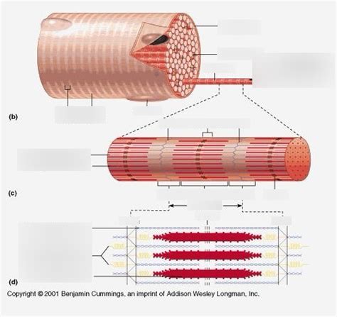 Skeletal Muscle Fiber Diagram