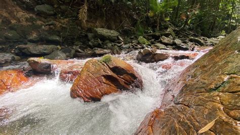 Welcome To Tranquil Forest – Set in a secluded setting in Redlynch, Tranquil Forest will become ...