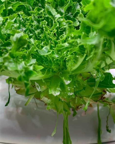 Bitter Lettuce: What to Do About it & How to Prevent Bitter Lettuce ...