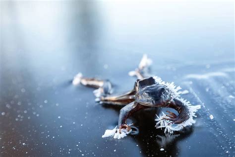 An Alaskan Wood Frog frozen on top of a frozen lake. During the cold winters, this species of ...