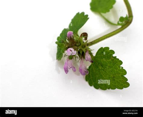 Red Dead Nettle Stock Photo - Alamy