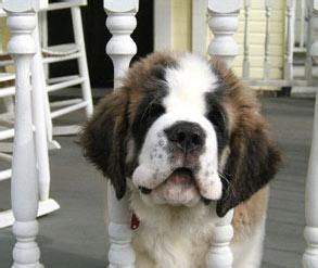 Biggest dog ever!: Saint Bernard. Biggest dog category