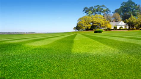 Different Types of Turf | Personal Lawn Care