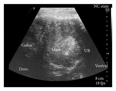 Abdominal ultrasound image from a young dog with a large caudal ...