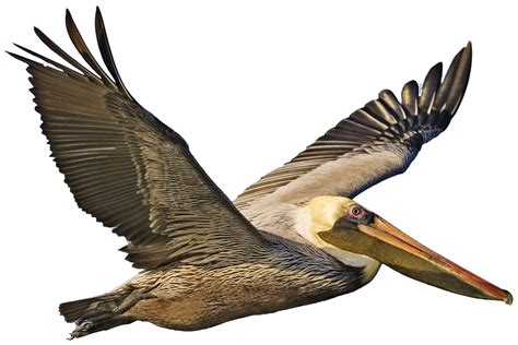 Pelican Png Image Transparent HQ PNG Download | FreePNGImg