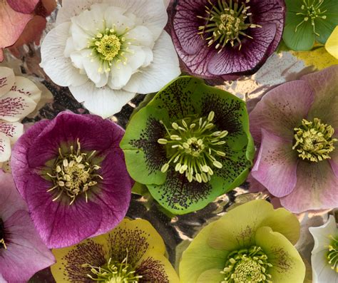 Add Color to Your Landscape: Hellebores | N.C. Cooperative Extension