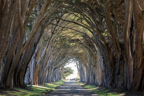 Iconic Cypress Tree Tunnel at Point Reyes National Seashore Stock Image ...