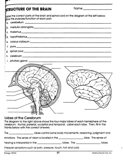 Printable Brain Labeling Worksheet