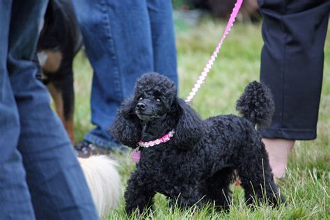 Cute Black Poodle Dog Free Stock Photo - Public Domain Pictures