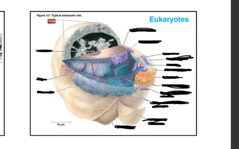 Eukaryote Cell Diagram | Quizlet