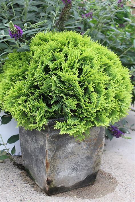 47 best Shrubs for Containers images on Pinterest | Container garden ...