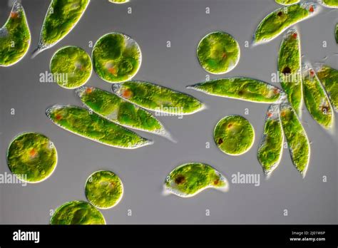 Euglena sp, algae, light micrograph Stock Photo - Alamy