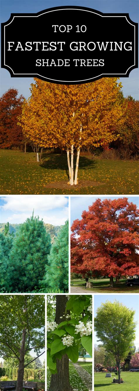 Top 10 Fastest Growing Shade Trees | Fast growing shade trees, Backyard trees, Landscaping trees